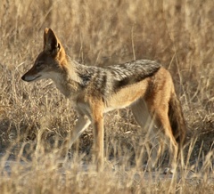 Lupulella mesomelas mesomelas