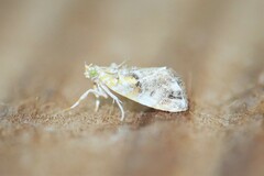 Glaphyria basiflavalis