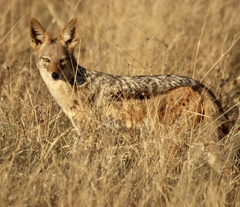 Lupulella mesomelas mesomelas