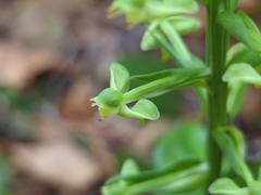 Habenaria floribunda