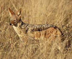 Lupulella mesomelas mesomelas