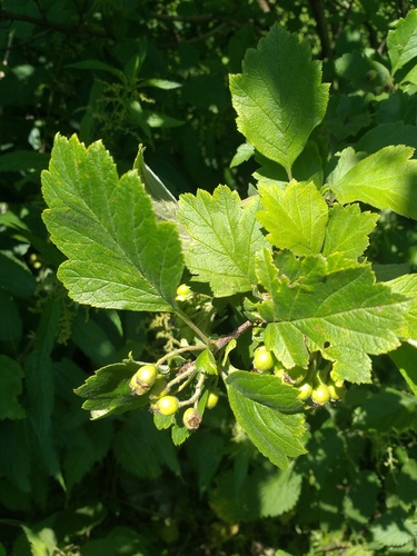 Crataegus maximowiczii iNat (1)