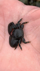 Petrolisthes cinctipes