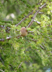Cedrus deodara