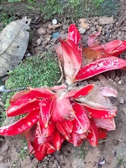 Zingiber chrysanthum