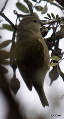 Chlorodrepanis virens