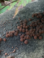 Hypoxylon fragiforme