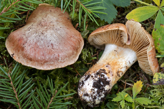 Cortinarius variegatus