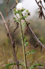Argemone glauca