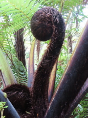 Cyathea medullaris