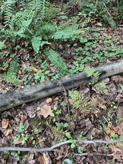 Hypoxylon fragiforme