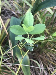 Baptisia australis
