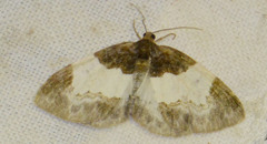 Mesoleuca albicillata