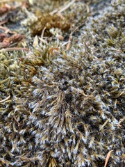 Racomitrium heterostichum