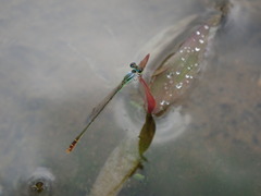 Agriocnemis femina oryzae