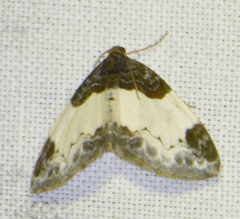 Mesoleuca albicillata