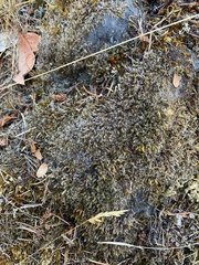 Racomitrium heterostichum