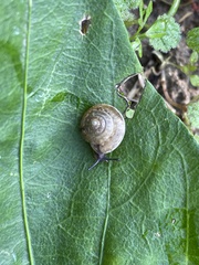 Hygromia cinctella
