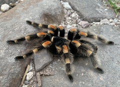 Brachypelma hamorii