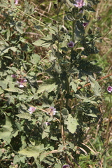 Althaea armeniaca
