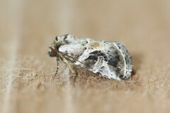 Diastema cnossia