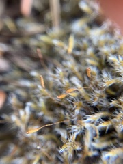 Racomitrium heterostichum