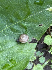 Hygromia cinctella