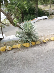 Agave angustifolia