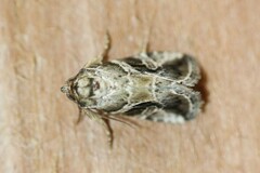 Diastema cnossia