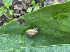 Hygromia cinctella