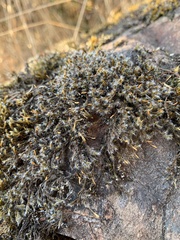 Racomitrium heterostichum