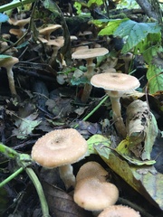 Armillaria mellea