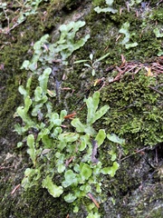Marchantiophyta