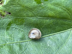 Hygromia cinctella