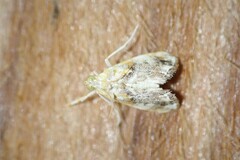 Glaphyria basiflavalis