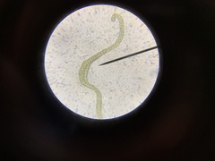 Racomitrium heterostichum