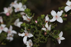 Cyanothamnus anemonifolius