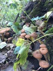 Armillaria mellea