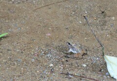 Rheobates pseudopalmatus