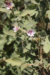 Althaea armeniaca