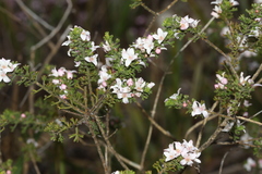 Cyanothamnus anemonifolius