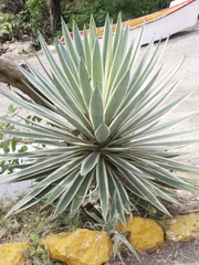 Agave angustifolia