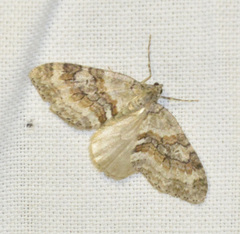 Nothocasis sertata