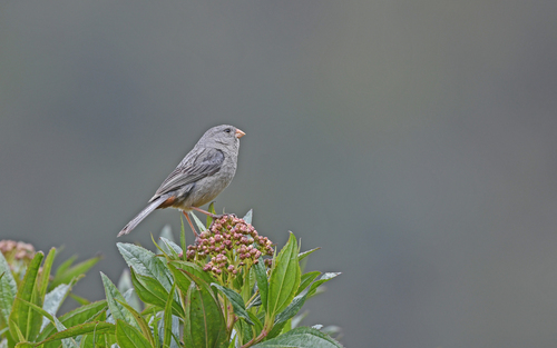 Paramo Seedeater (Catamenia homochroa), photo 9