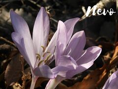 Colchicum feinbruniae