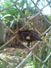 Heraclides anchisiades