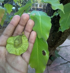 Pterocarpus marsupium