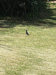 Lamprotornis superbus