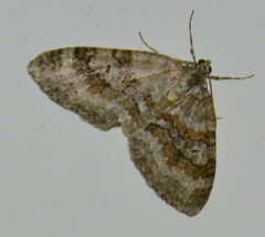 Nothocasis sertata