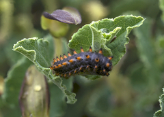 Zerynthia polyxena